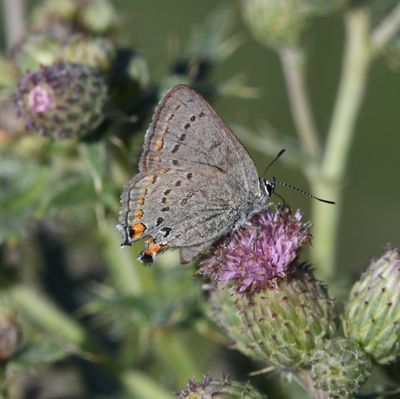 California Hairstreak: Satyrium californica