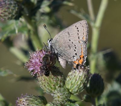 California Hairstreak: Satyrium californica