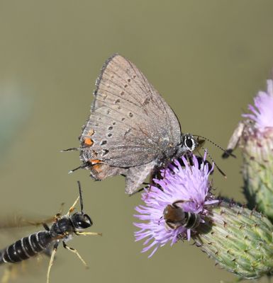 California Hairstreak: Satyrium californica