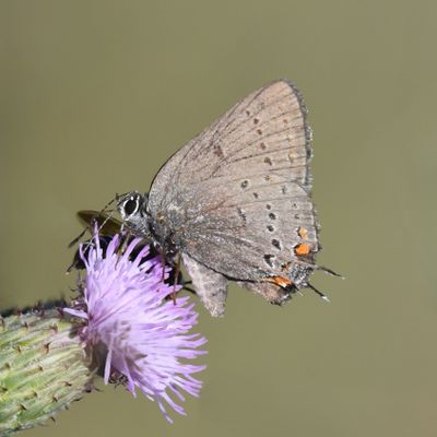 California Hairstreak: Satyrium californica