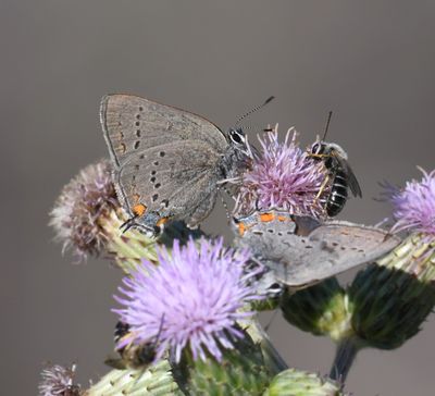 California Hairstreak: Satyrium californica