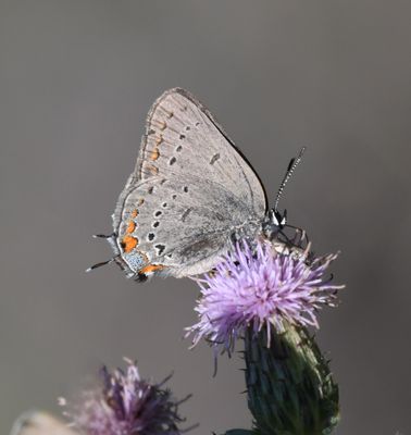 California Hairstreak: Satyrium californica