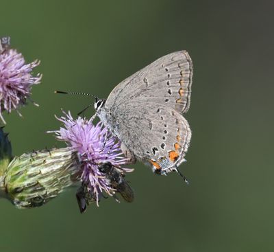 California Hairstreak: Satyrium californica