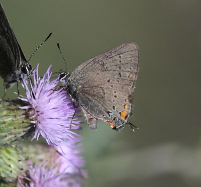 California Hairstreak: Satyrium californica