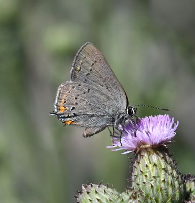 California Hairstreak: Satyrium californica