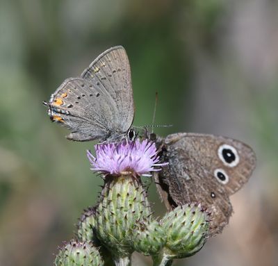 California Hairstreak: Satyrium californica