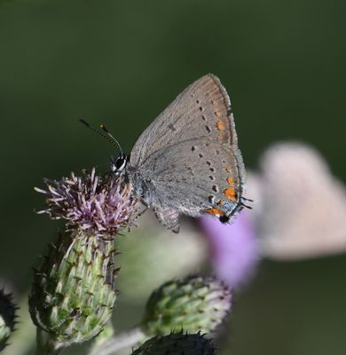 California Hairstreak: Satyrium californica