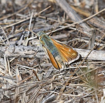 Western Branded Skipper: Hesperia colorado