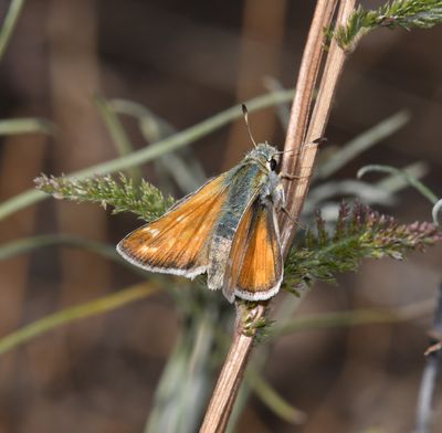 Western Branded Skipper: Hesperia colorado