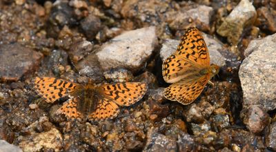 Arctic Fritillary: Boloria chariclea and Mormon Fritillary: Speyeria mormonia