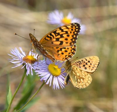 Zerene Fritillary: Speyeria zerene and Mormon Fritillary: Speyeria mormonia