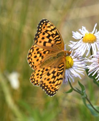 Zerene Fritillary: Speyeria zerene