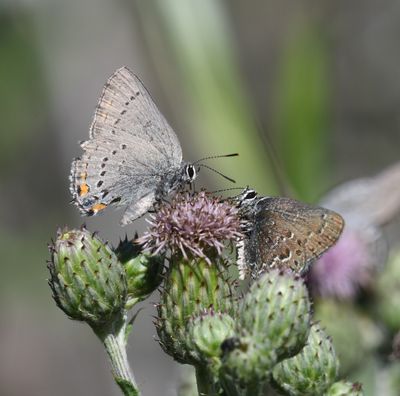 California Hairstreak: Satyrium californica and Behr's Hairstreak: Satyrium behrii