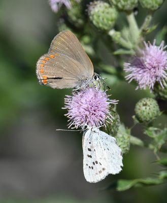 Coral Hairstreak: Satyrium titus and Blue Copper: Lycaena heteronea
