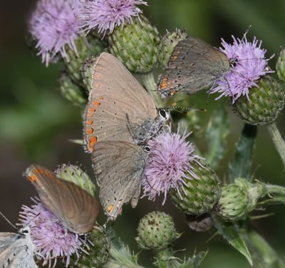 Coral Hairstreak: Satyrium titus and California Hairstreak: Satyrium californica