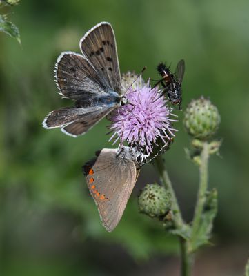 Blue Copper: Lycaena heteronea and Coral Hairstreak: Satyrium titus