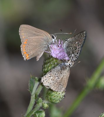 Coral Hairstreak: Satyrium titus and Behr's Hairstreak: Satyrium behrii