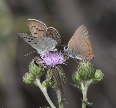 Blue Copper: Lycaena heteronea and Coral Hairstreak: Satyrium titus