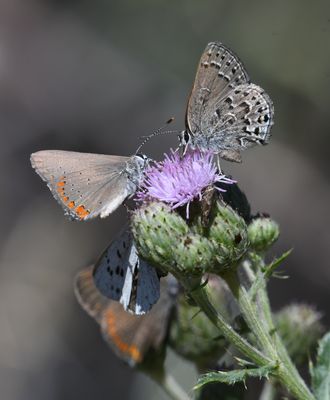 Coral Hairstreak: Satyrium titus and Behr's Hairstreak: Satyrium behrii