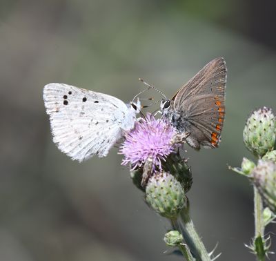 Blue Copper: Lycaena heteronea and Coral Hairstreak: Satyrium titus