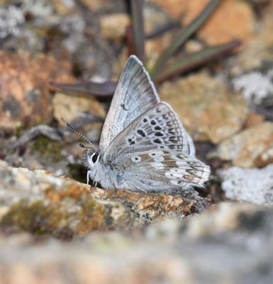 Arctic Blue: Agriades glandon