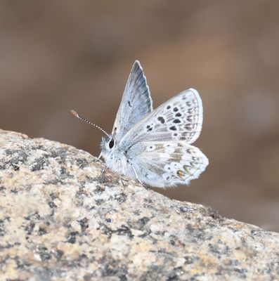 Arctic Blue: Agriades glandon