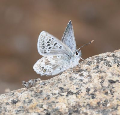 Arctic Blue: Agriades glandon