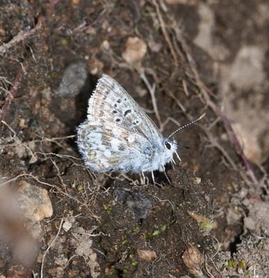 Arctic Blue: Agriades glandon