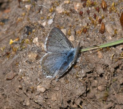Arctic Blue: Agriades glandon