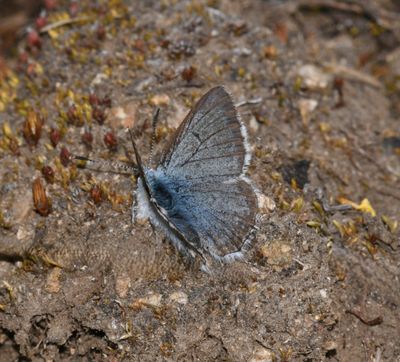 Arctic Blue: Agriades glandon