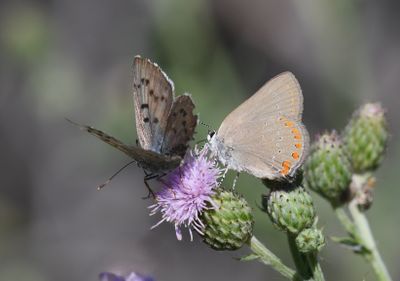 Coral Hairstreak: Satyrium titus and Blue Copper: Lycaena heteronea