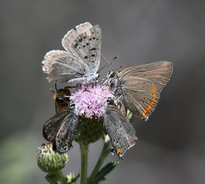 Coral Hairstreak: Satyrium titus