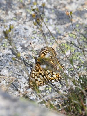 Callippe Fritillary: Speyeria callippe