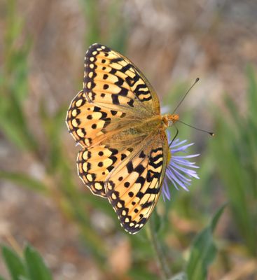 Callippe Fritillary: Speyeria callippe