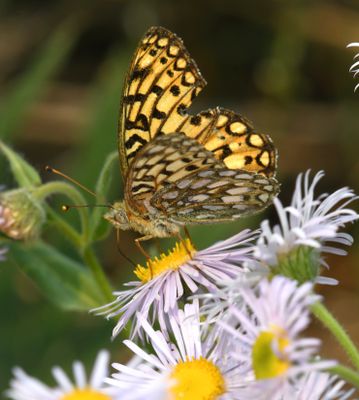 Callippe Fritillary: Speyeria callippe