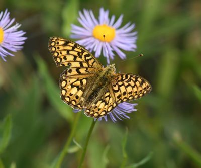 Callippe Fritillary: Speyeria callippe