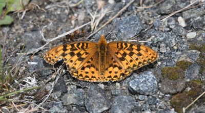 Zerene Fritillary: Speyeria zerene
