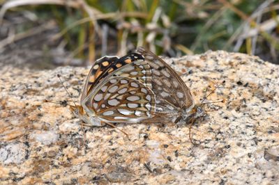 Zerene Fritillary: Speyeria zerene