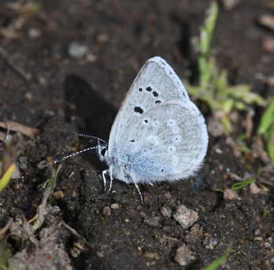 Boisduval's Blue: Icaricia icarioides