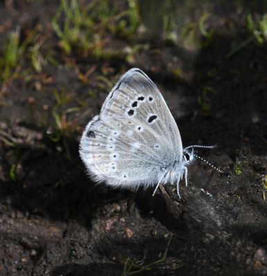 Boisduval's Blue: Icaricia icarioides