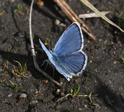 Boisduval's Blue: Icaricia icarioides