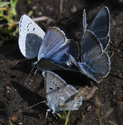 Boisduval's Blue: Icaricia icarioides