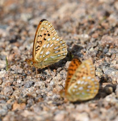 Mormon Fritillary: Speyeria mormonia