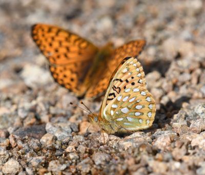 Mormon Fritillary: Speyeria mormonia