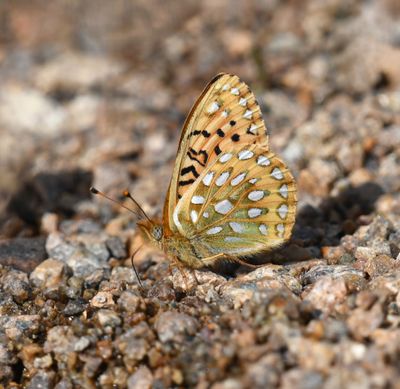 Mormon Fritillary: Speyeria mormonia