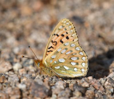 Mormon Fritillary: Speyeria mormonia