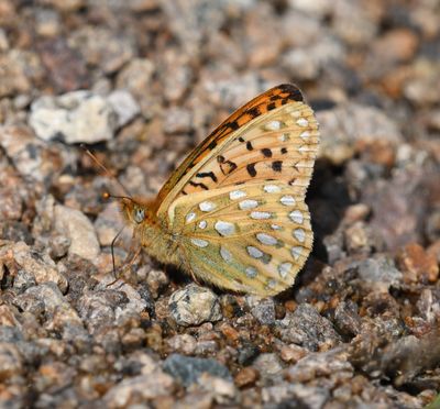 Mormon Fritillary: Speyeria mormonia