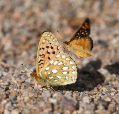 Mormon Fritillary: Speyeria mormonia