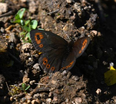Butler's Alpine: Erebia epipsodea