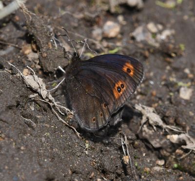 Butler's Alpine: Erebia epipsodea